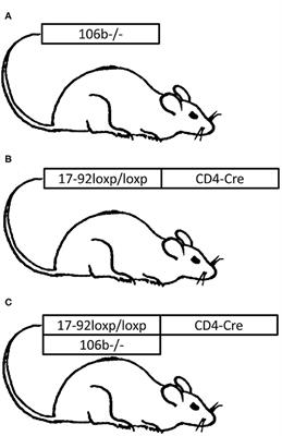 Mir106b-25 and Mir17-92 Are Crucially Involved in the Development of Experimental Neuroinflammation